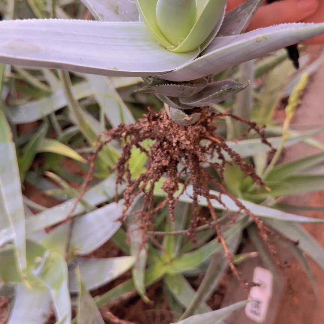 块根植物块根植物