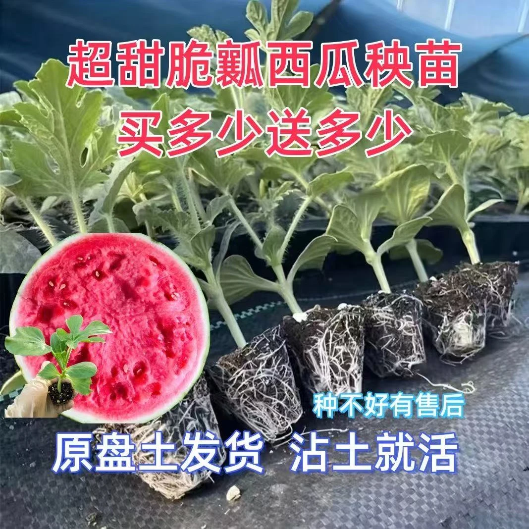 嫁接西瓜苗8424春季种植麒麟瓜早熟南方秧耐旱盆栽地栽西瓜苗秧苗