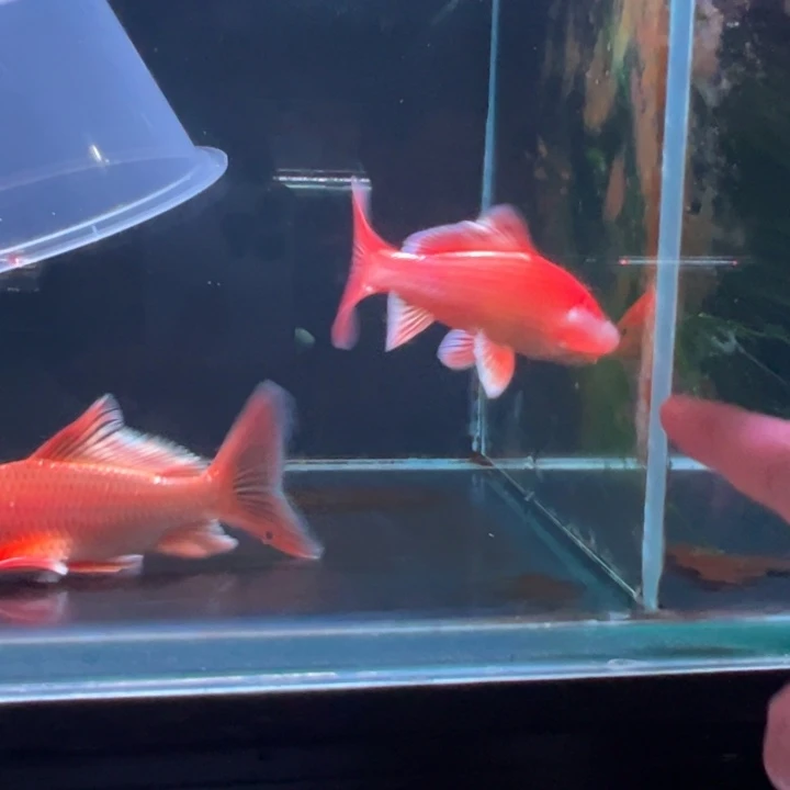 蝴蝶鲤逝***春蝴蝶鲤