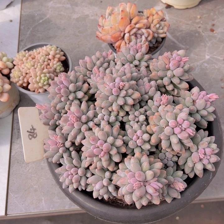 健健康康平平安安