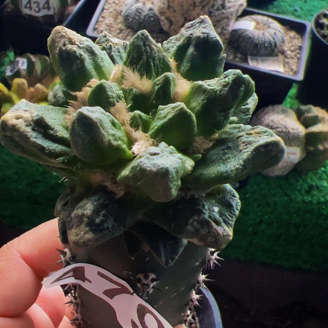 无花朵福利龙角牡丹479