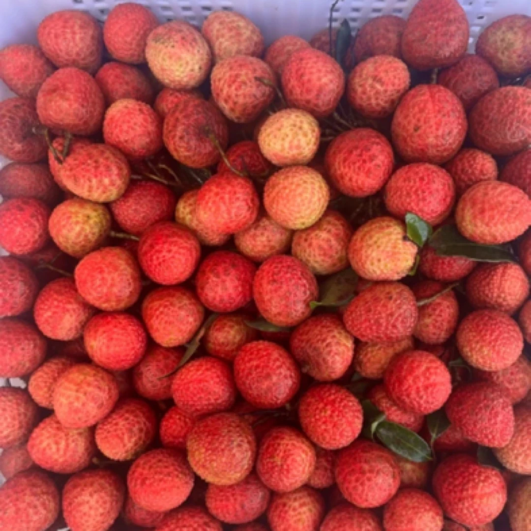 （枝条少）广东茂名高州白糖罂荔新鲜当季老树包邮现摘水果