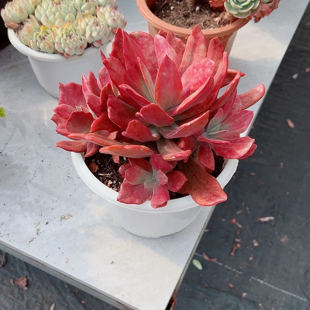 肉****)393砖石锦多肉植物