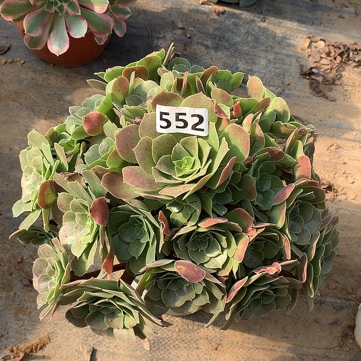 多肉植物玫瑰法师552