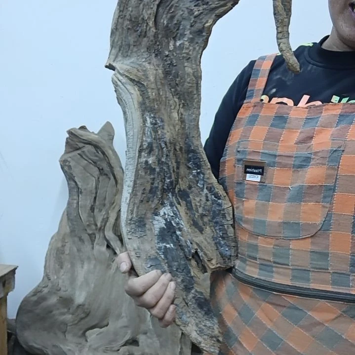 风车木(黑檀木)吴*康