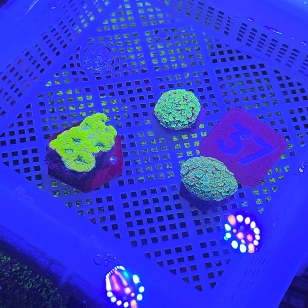 中国大陆37 号框直播间挑选