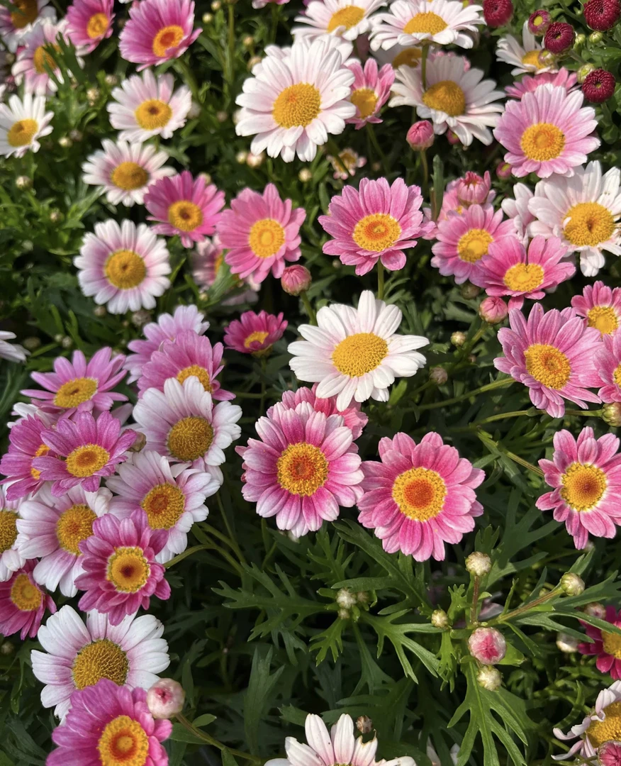 【全疆包邮】玛格丽特高颜值开花机器长期花阳台窗户好养好打理