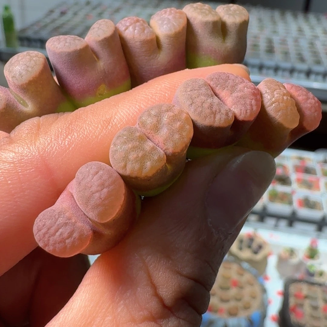 226ppmt一个一组pp