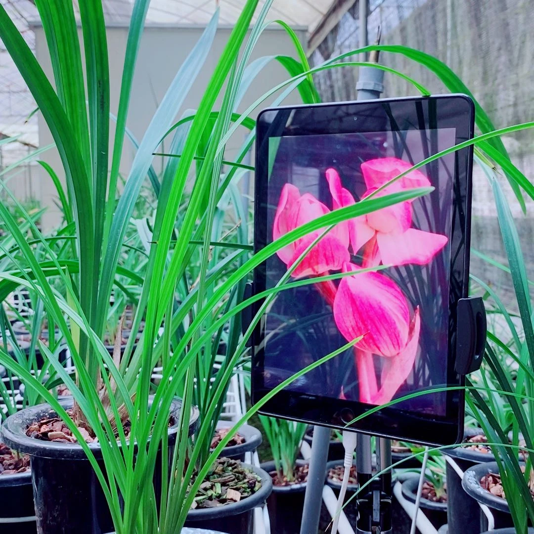 当前无花栽培后可以开花