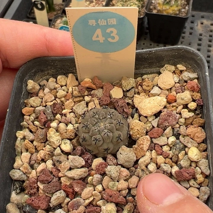 实生白肌豹头一棵仙人球