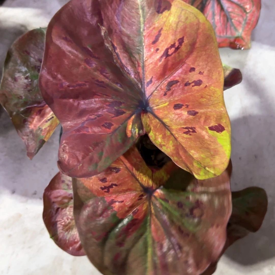 131-1110泰国发货月光