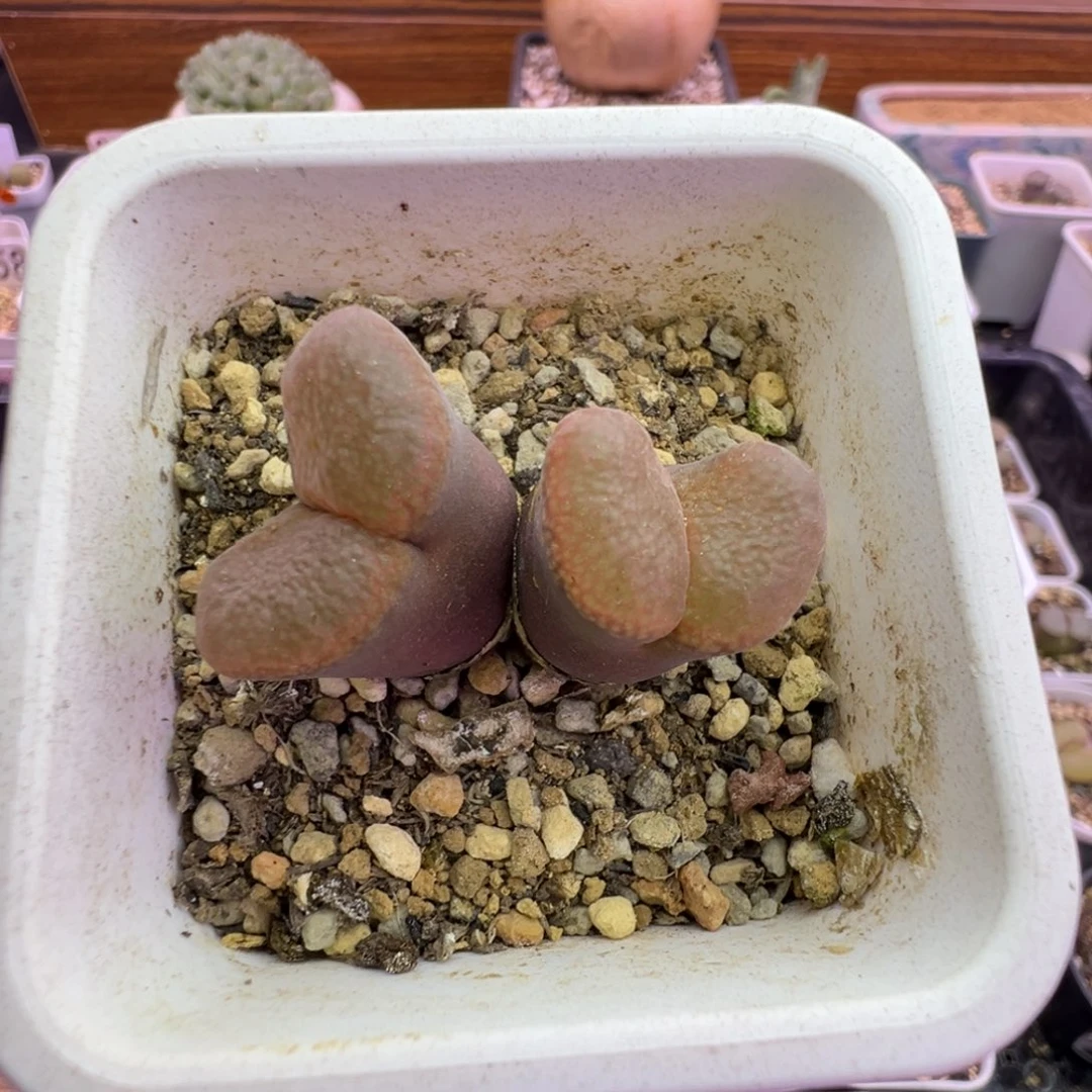 91号pnsp 青蛙风铃福利特