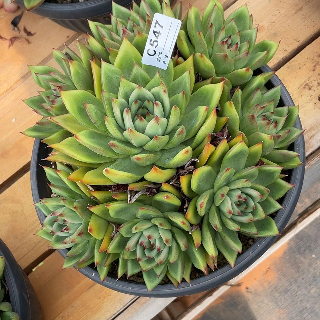 若如东云单排C547