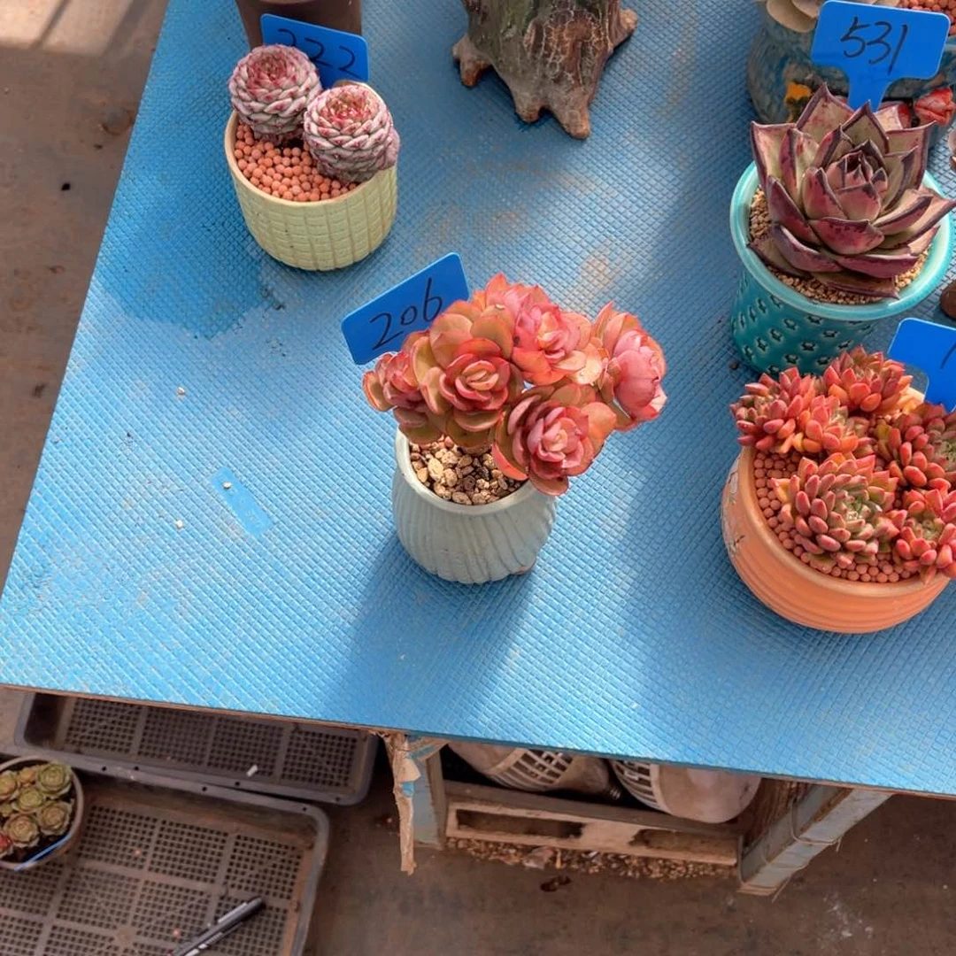 做****己206秀妍多肉