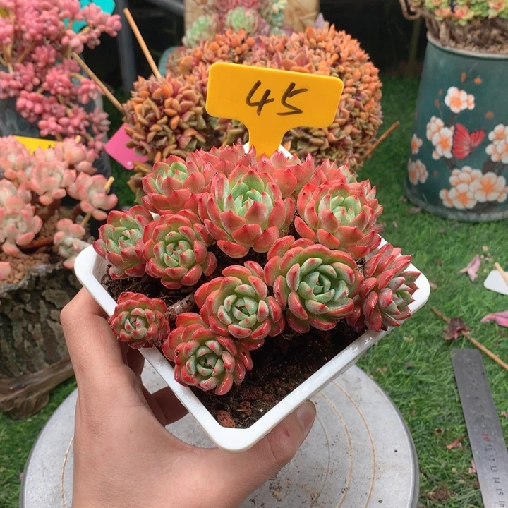 多肉植物一物一拍45