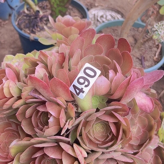 丽****多肉植物一法师法师
