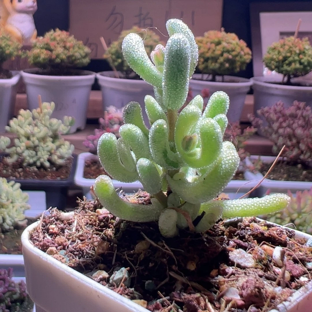 266超白一物一拍包开箱