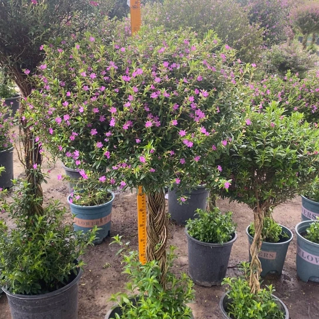 完全开放一物一拍9945