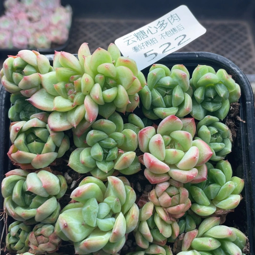 云糖心多肉植物522
