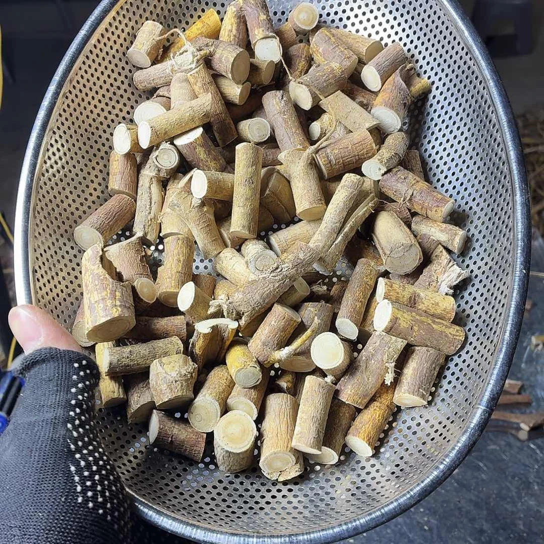 *****中国大陆广西野生五指毛桃鲜货中段