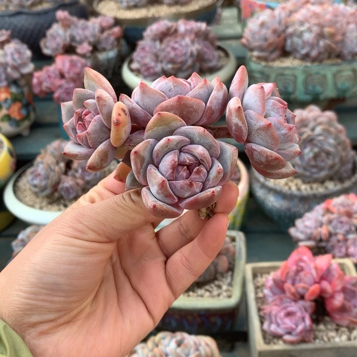 无花朵开播福利花花花花花1