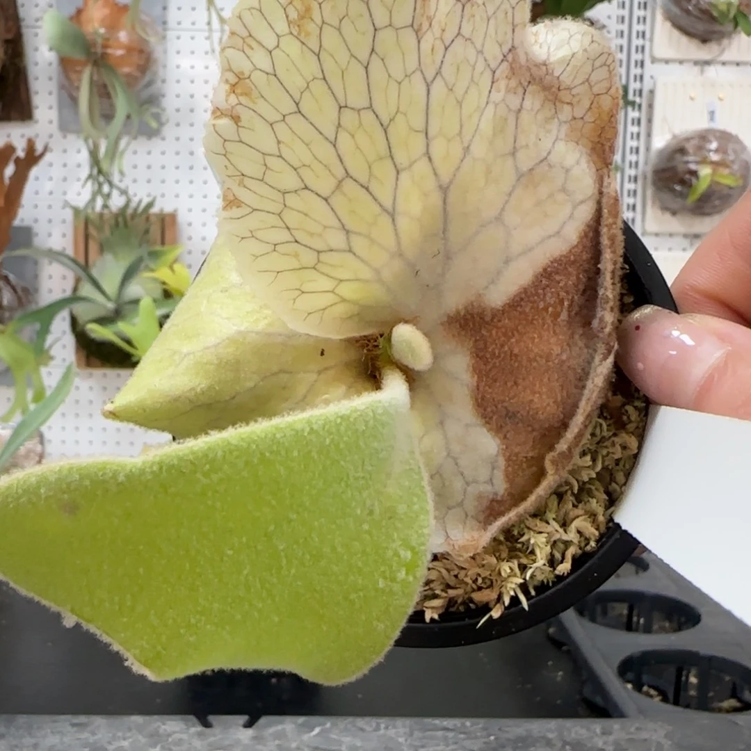 安第斯鹿角蕨孢子苗