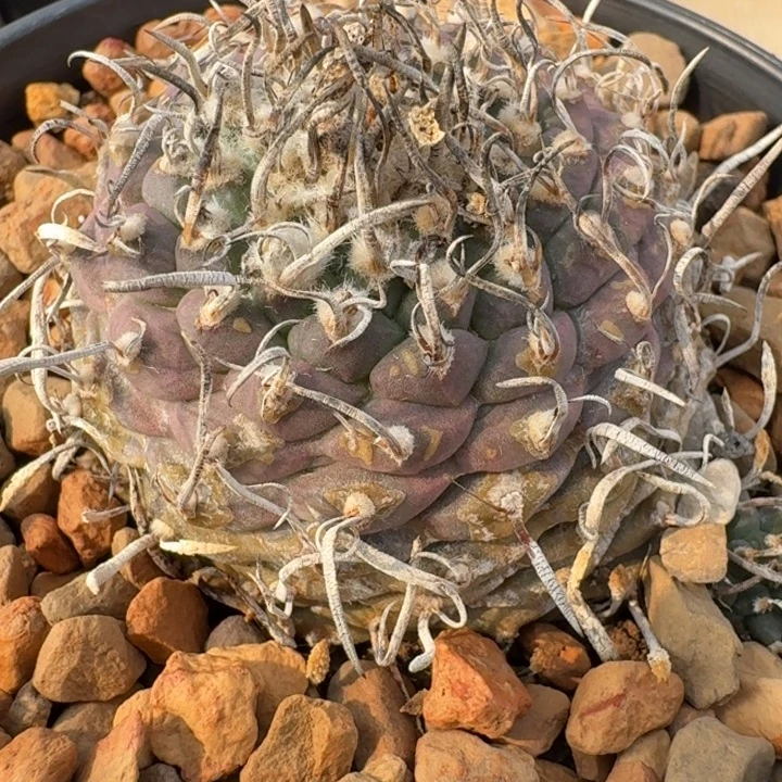 升龙丸自根仙人球