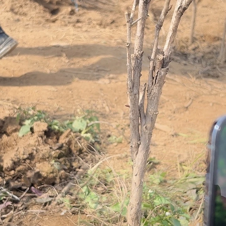 ***完全开放蓝月亮大颗