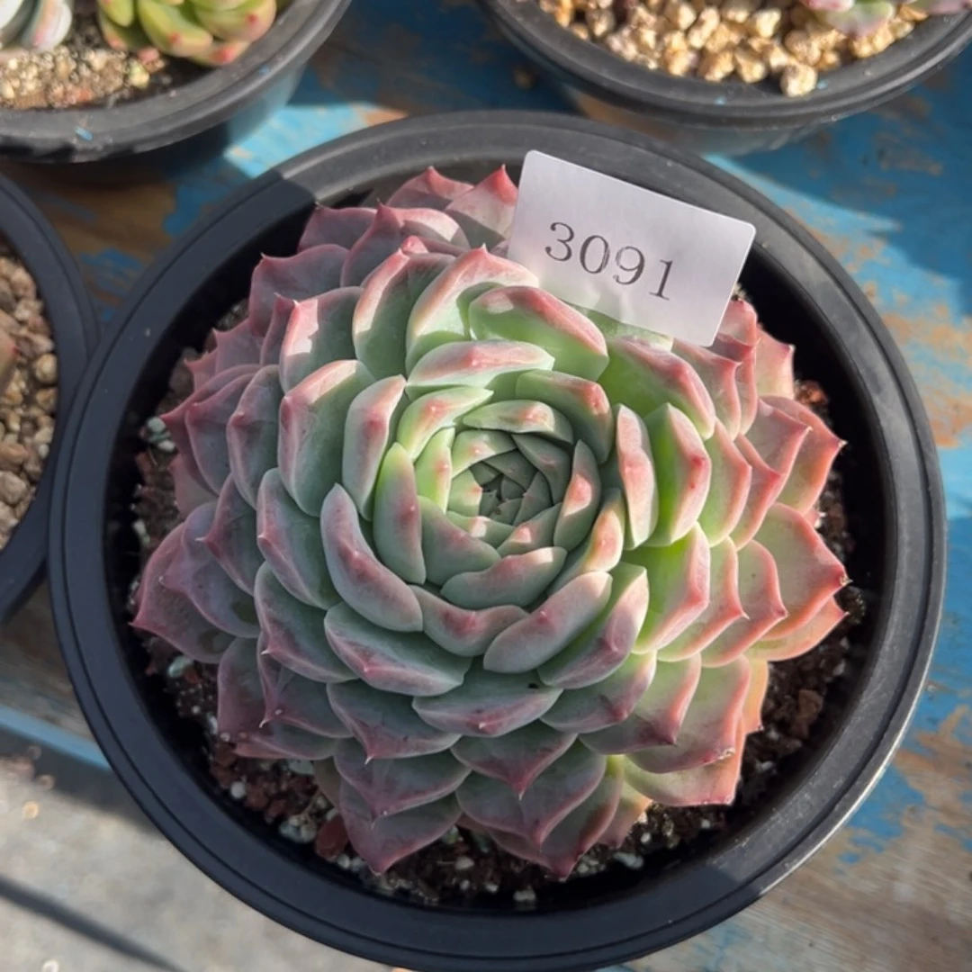 외****独3091多肉多多多多