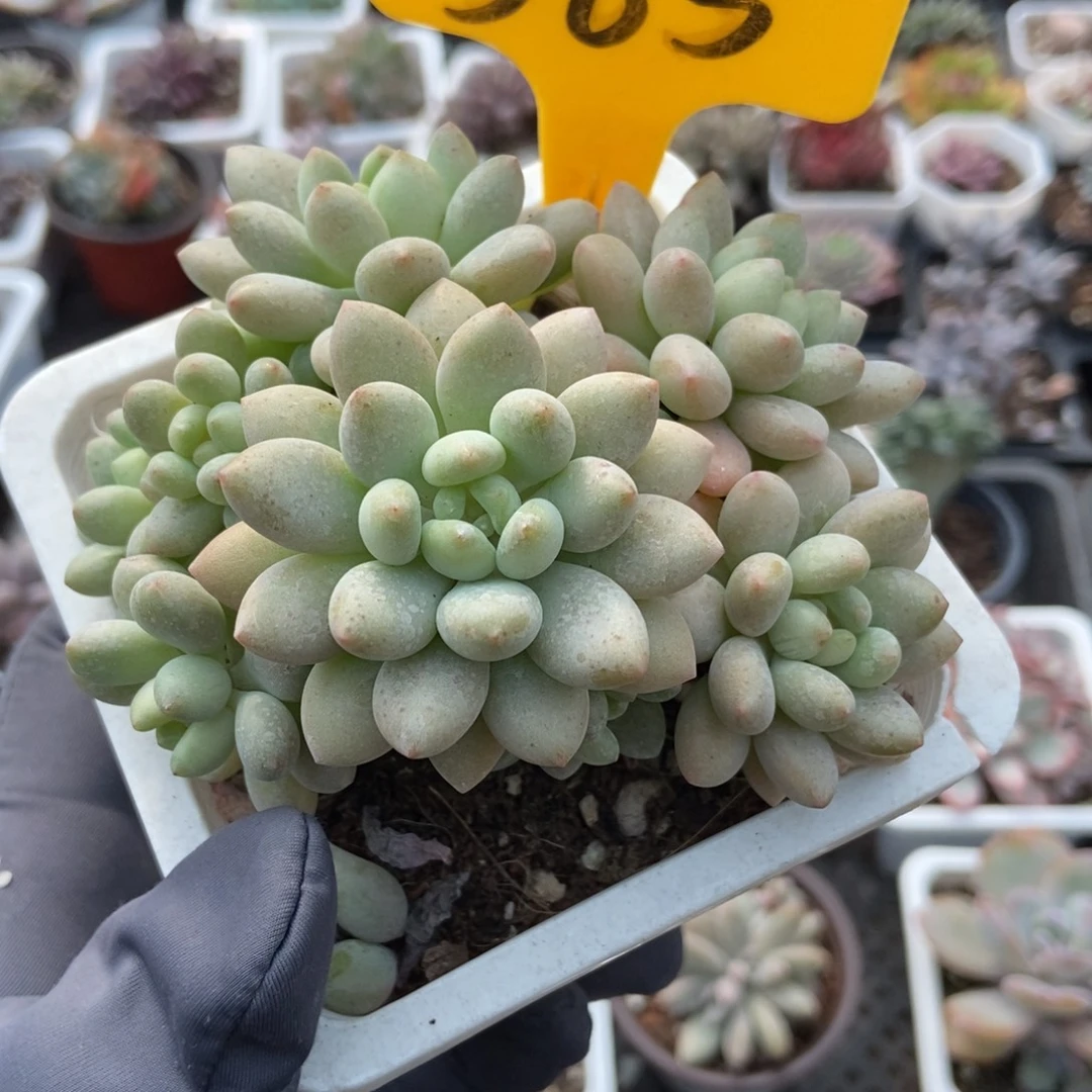 565洛可可多肉植物多肉