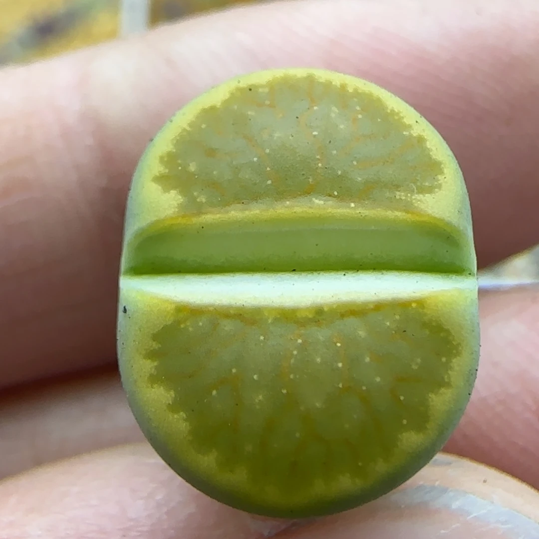 25福利一颗黄巴黎绿菊