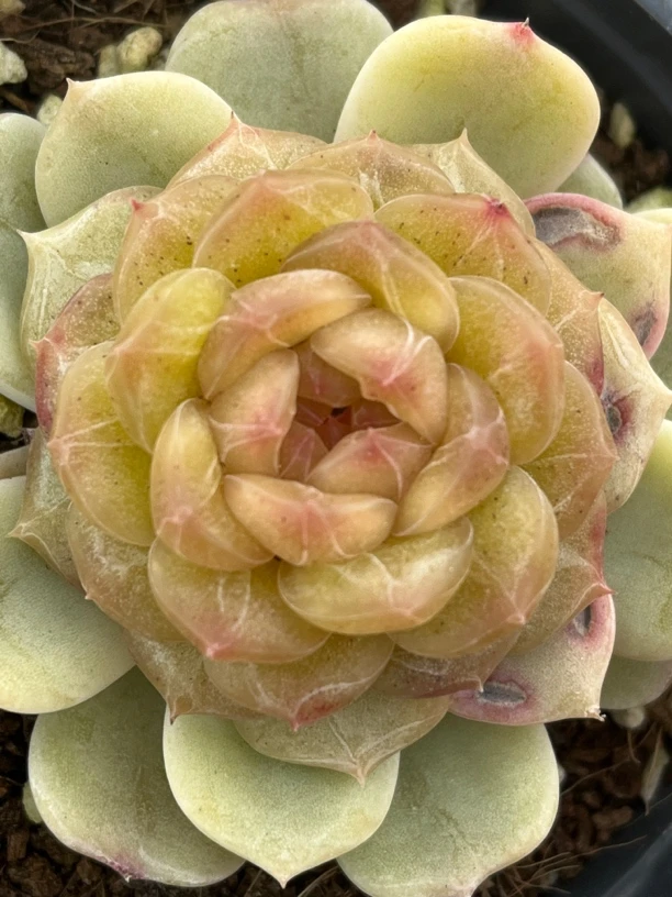 粉色恋人嫁接10头套餐