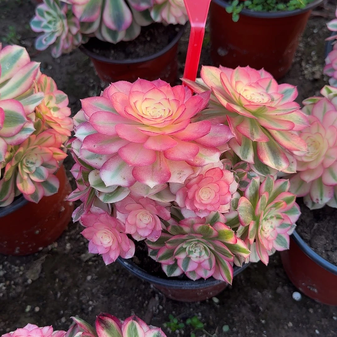 4562倾城多肉法师