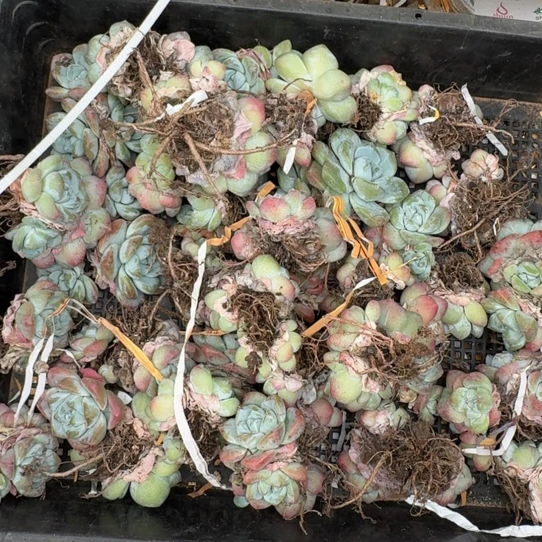 冰玉多肉植物3头7棵