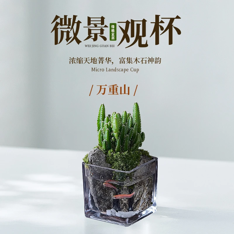 万重山多肉植物桌面盆栽办公室内桌面苔藓微景观生态缸造景绿植