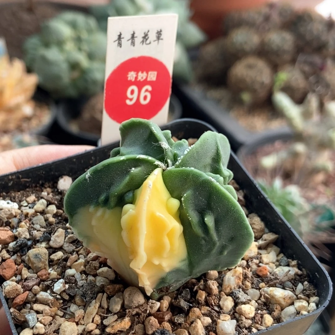 实生核桃鸾凤玉锦4cm