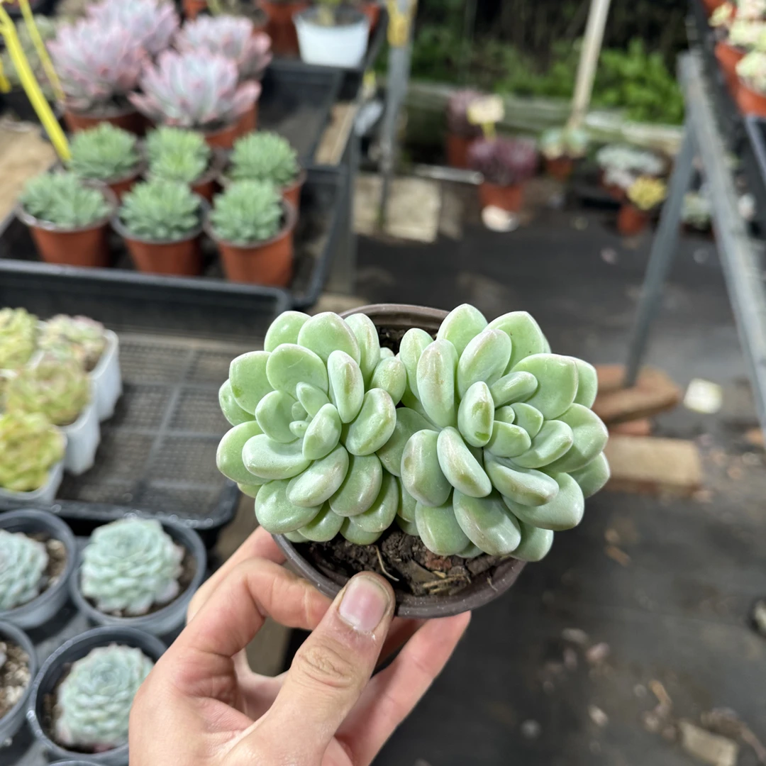 【任意两单包邮】泡泡糖阳台办公室庭院老桩盆栽多肉植物室内