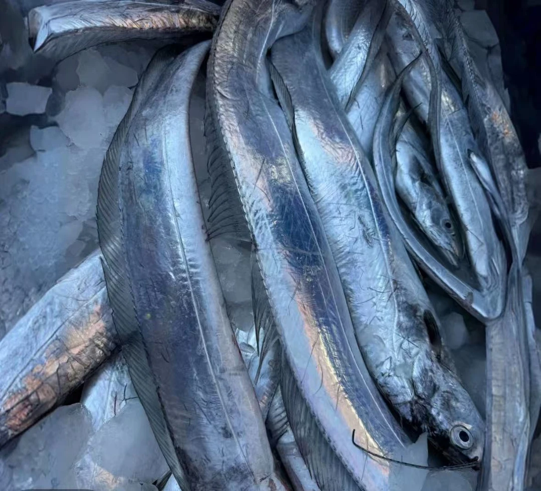大连渤海湾刀鱼2/2.5斤.刺少肉厚 顺丰发货