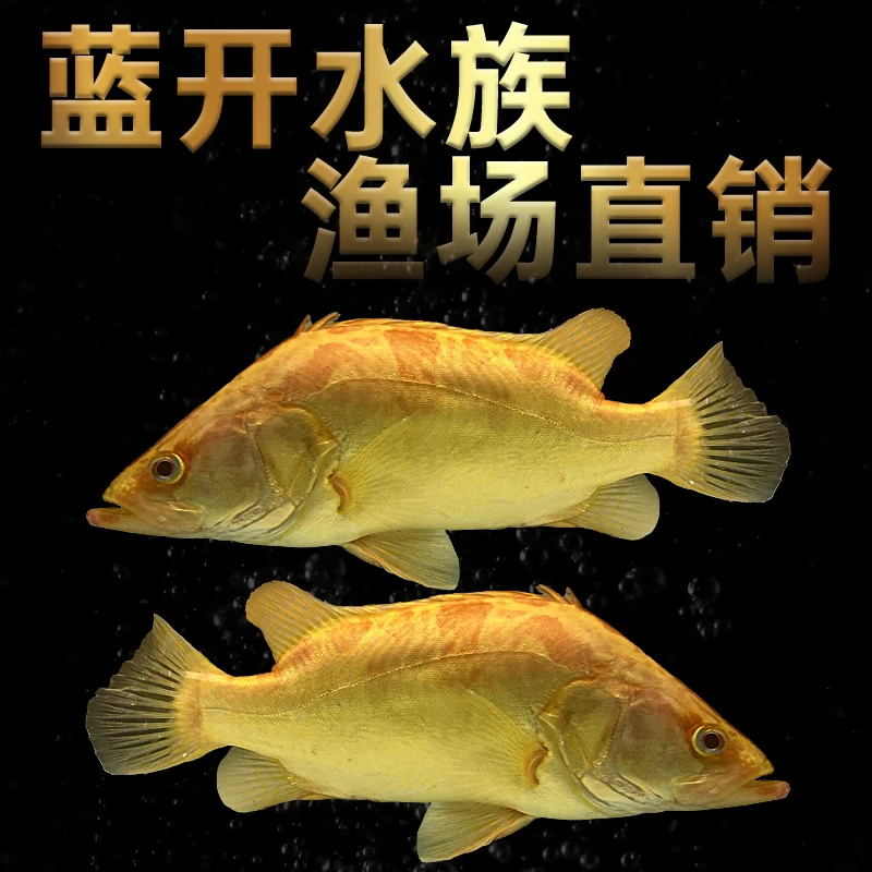 观赏鱼中国虎鱼热带观赏鱼