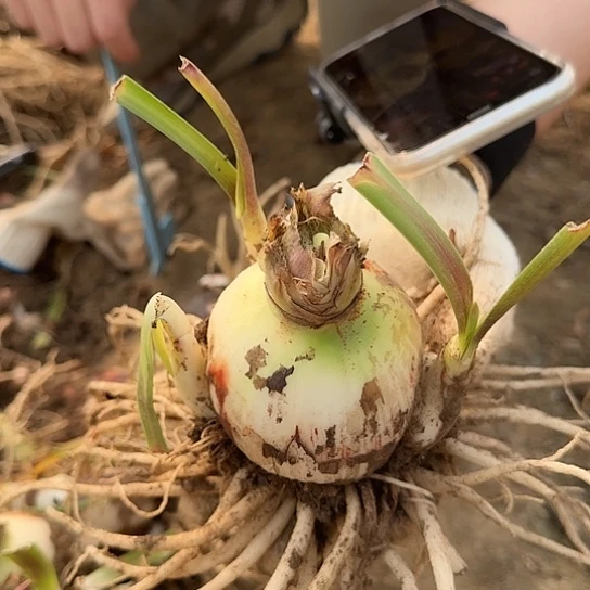 双梦2号下午6～7带3个侧芽 开花包对版