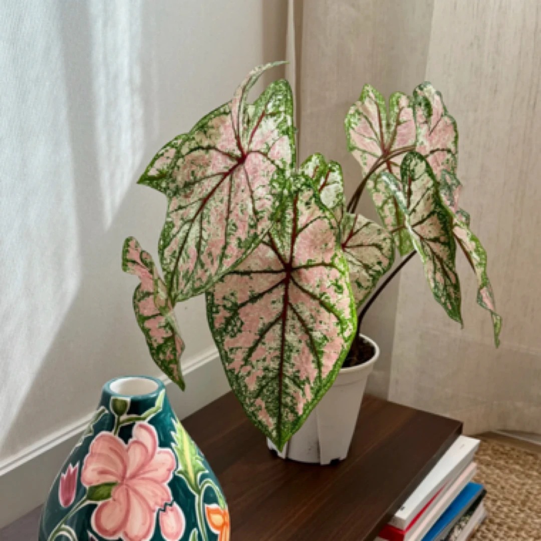 黑盆【织锦/庆典】原盆原土超级好养彩叶芋