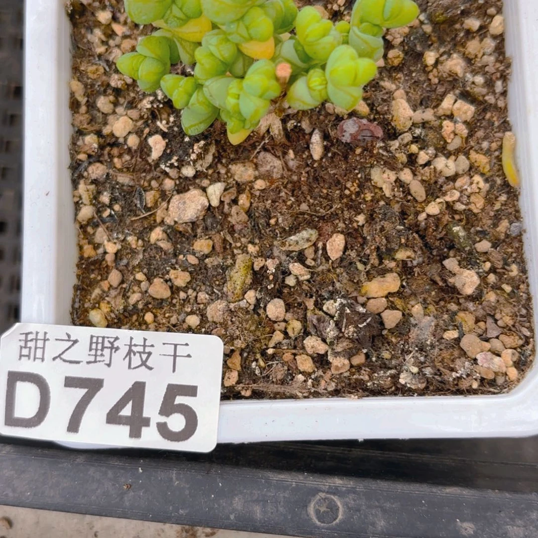 m****）元宝745。