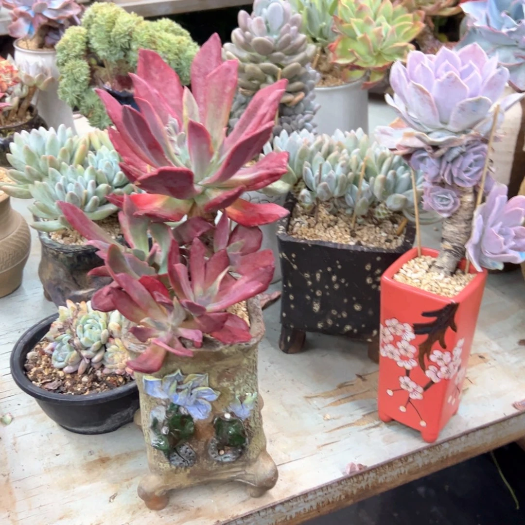 反***掌钻石锦28 零零多肉植物