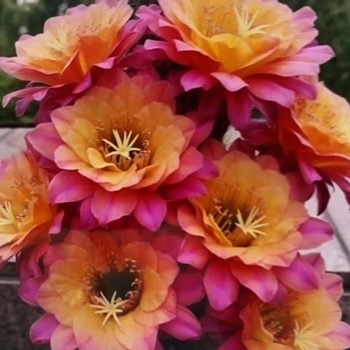 时光大毛花柱20公分