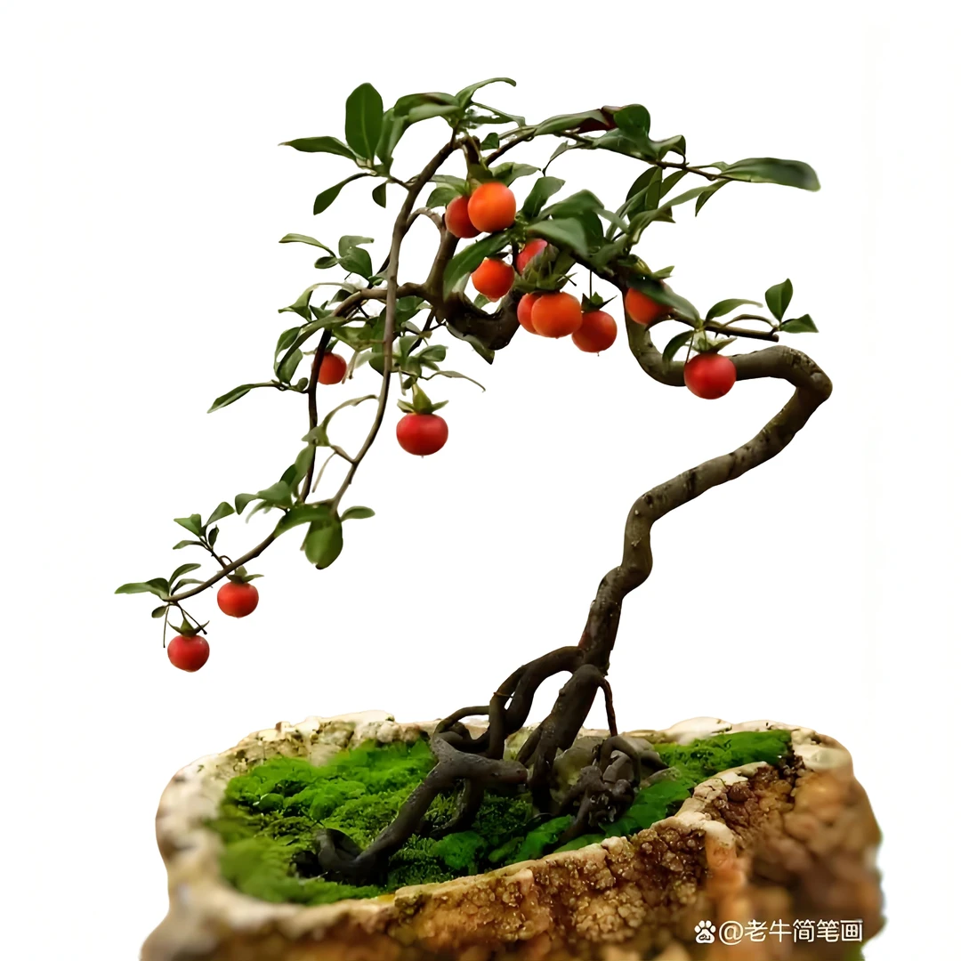 金弹子&老鸦柿茶室盆景桩，批发零售，偏远地区不包邮室内老桩盆栽