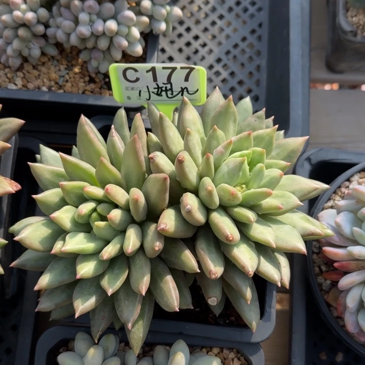 米其林双头五十包邮老桩