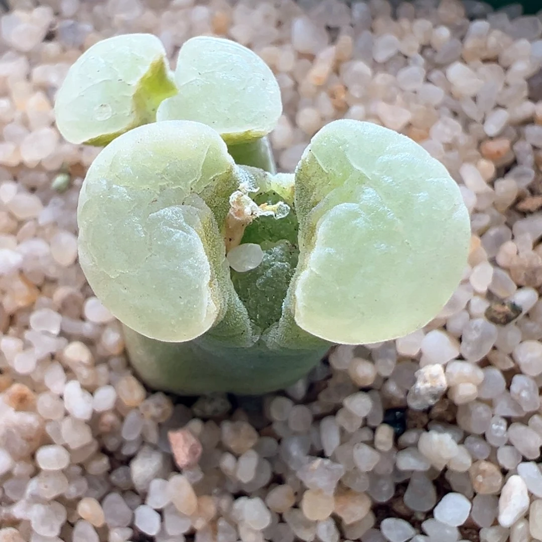 51优选1917banke磁铁双头母本