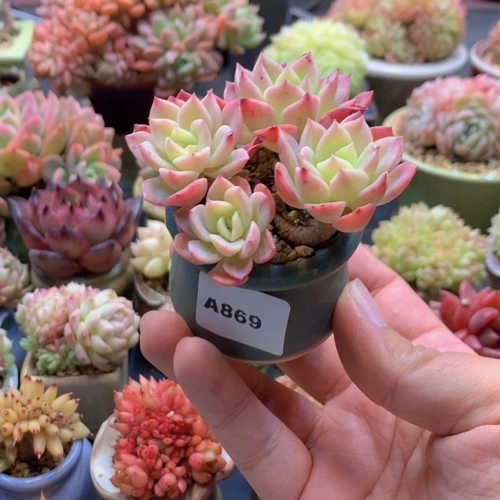 一物一拍含盆土满38包邮A869