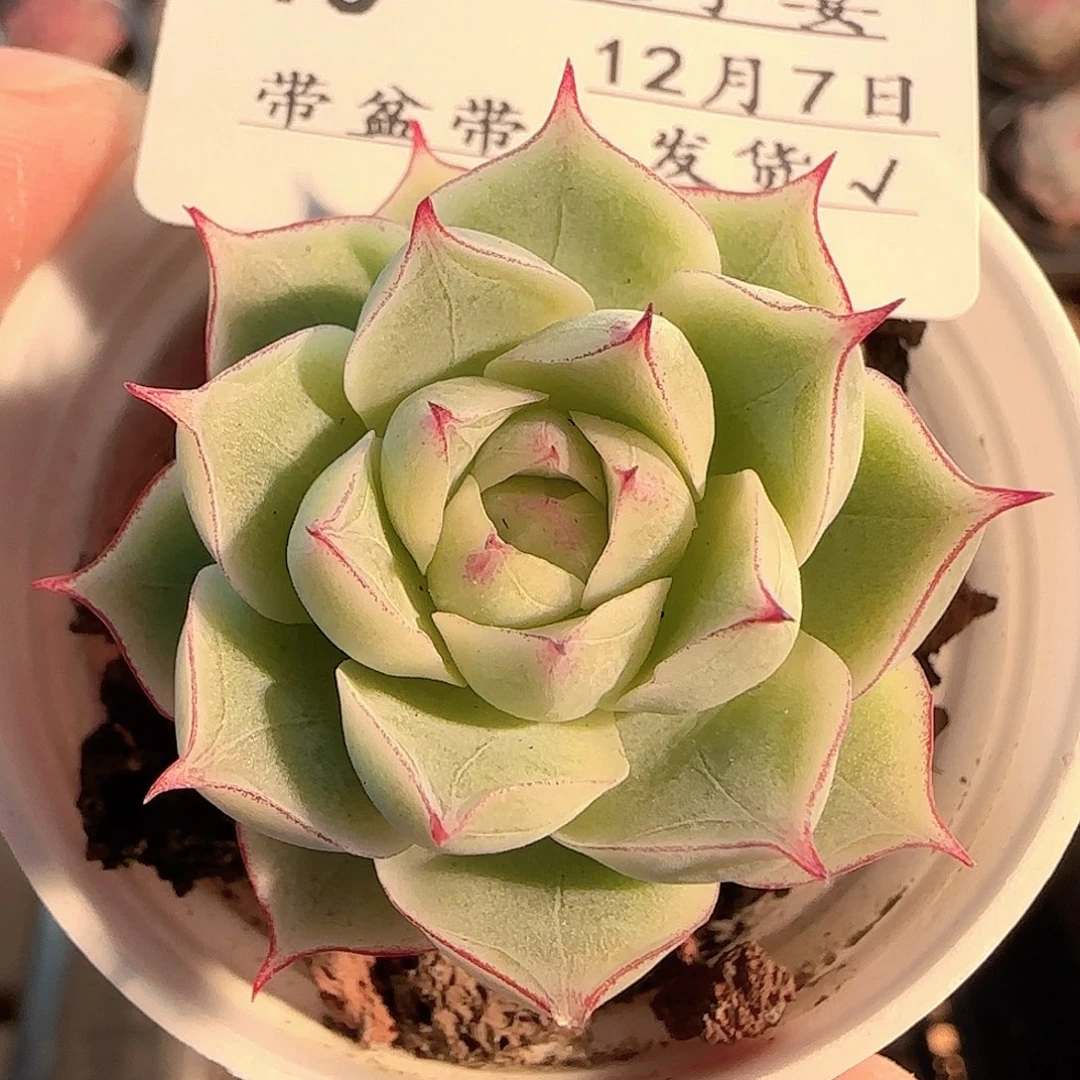 多肉1207-40边线女王玫瑰