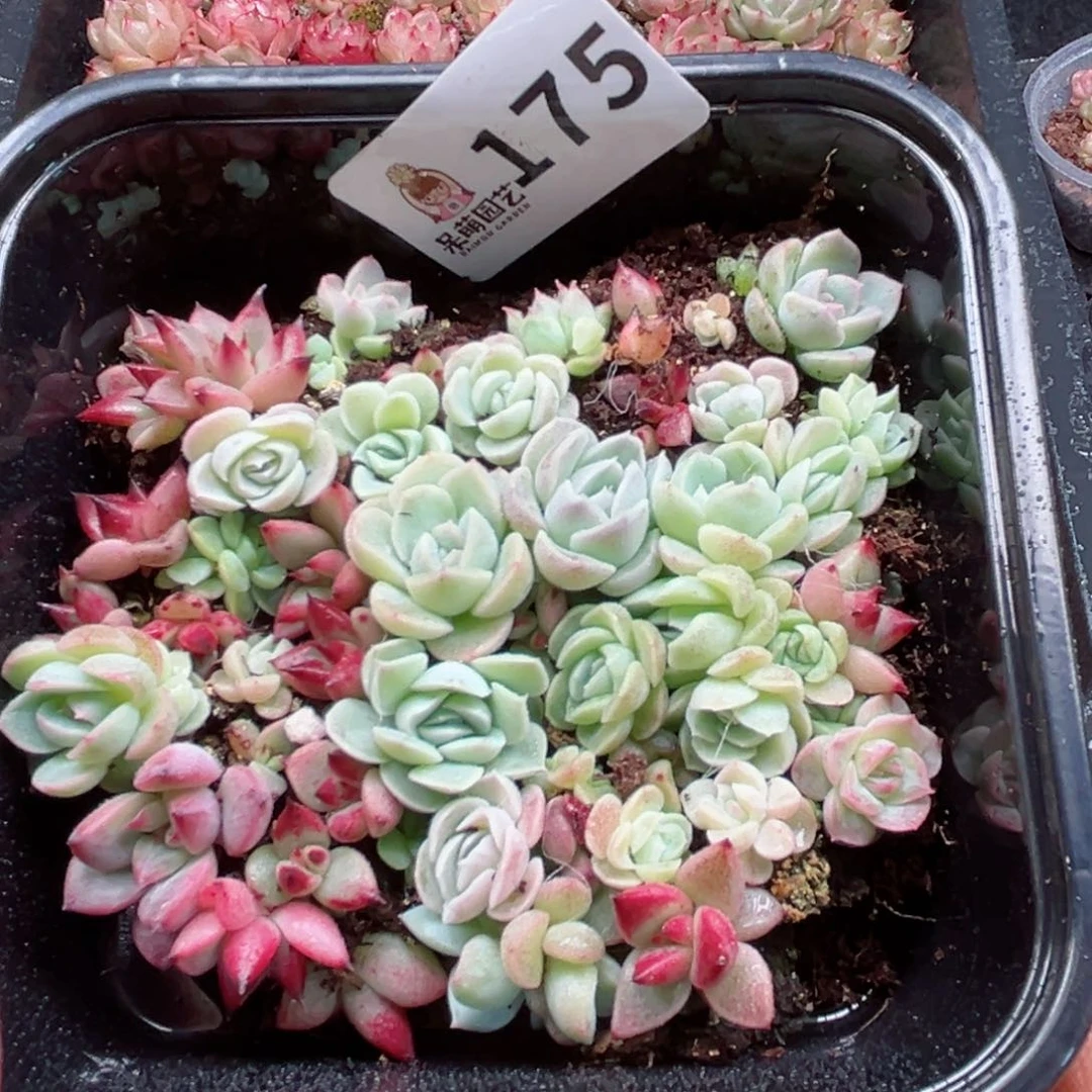 多肉植物多肉植物
